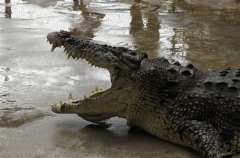 The Enigmatic Allure of a Colossal Crocodile: Deciphering its Hidden Meanings