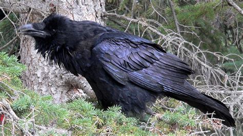 The Enigmatic Arrival of Gigantic Ravens: An Intriguing Occurrence