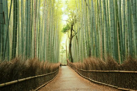 The Enigmatic Beauty of Bamboo: A Cultural Icon