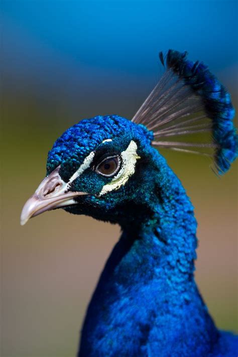 The Enigmatic Beauty of an Alluring Azure Peacock