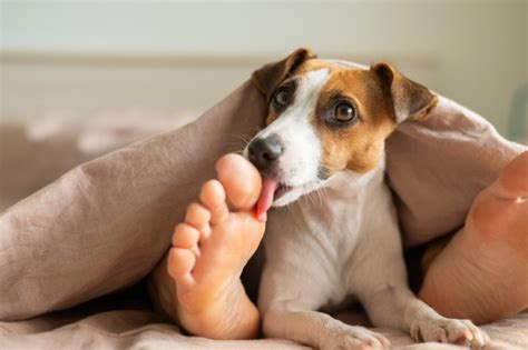The Enigmatic Behavior: Reasons Behind Canine Foot Licking