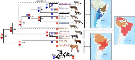 The Enigmatic Evolution of Canid-Human Crossbreeds