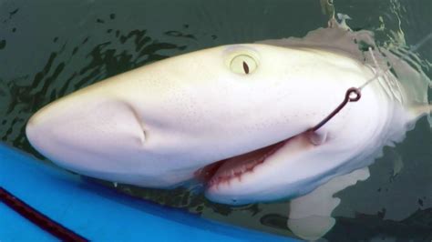 The Enigmatic Existence of Albino Sharks: Thriving Amidst the Challenges of the Natural World