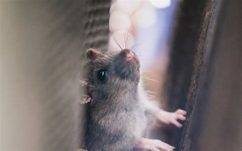 The Enigmatic Fascination: Exploring the Curiosity Behind Airborne Rodents