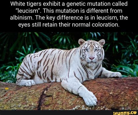 The Enigmatic Origins: Tracing the Genetic Mutation of Albino Bengal Tigers