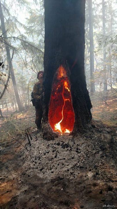 The Enigmatic Phenomenon of Forest Spontaneous Combustion