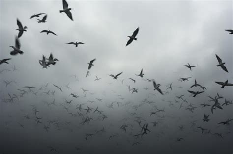 The Enigmatic Phenomenon of a Bird Soaring Indoors