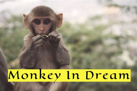 The Enigmatic Presence of Monkeys in Dreams