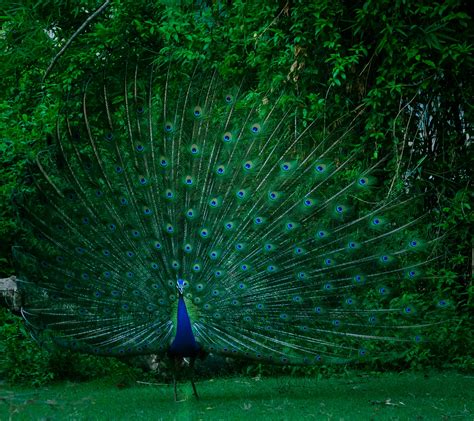 The Enigmatic Presence of the Golden Peacock in Mythology and Folklore: Tales and Legends