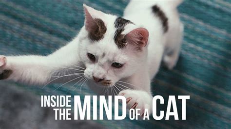 The Enigmatic Realm Within a Cat's Mind
