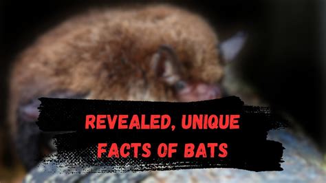 The Enigmatic Realm of Bats