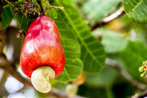 The Enigmatic Significance of Cashew Nuts in Elusive Reveries