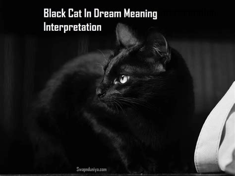 The Enigmatic Significance of Dreaming about Feeding an Ebony Feline