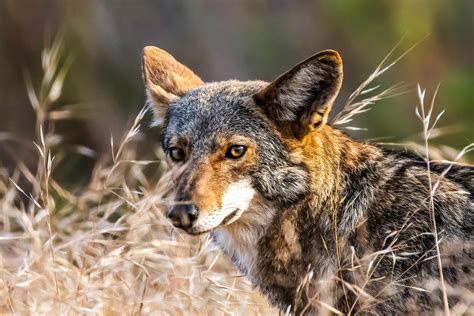 The Enigmatic Significance of Encountering a Coyote within the Confines of Your Abode