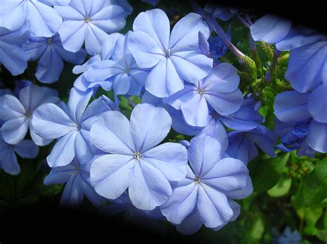 The Enigmatic Significance of Serene Azure Blossoms
