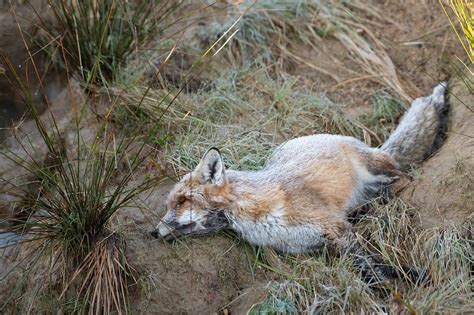 The Enigmatic Symbolism of a Fox's Demise