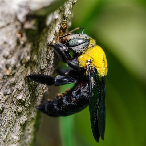 The Enigmatic Universe of Carpenter Bees