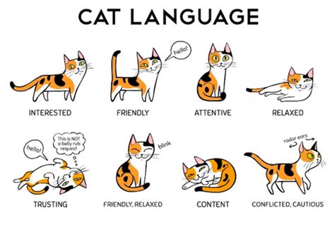 The Enigmatic Universe of Cat Language