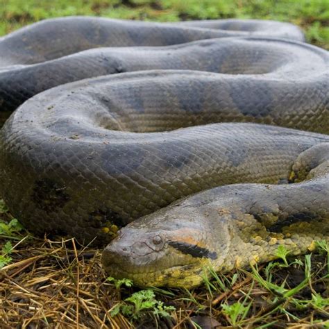 The Enigmatic World of Anacondas: Behaviors, Habitats, and Enormous Size