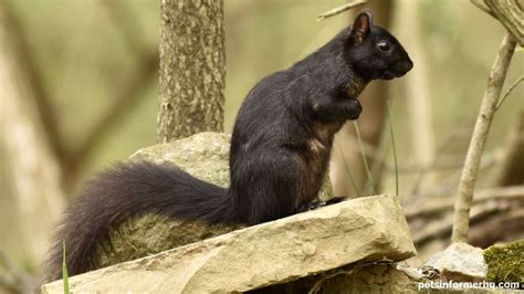 The Enigmatic World of Ebony Squirrel-Like Creatures