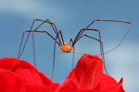 The Enthralling Realm of Behavior in Harvestmen: Discovering the Fascinating Aspects