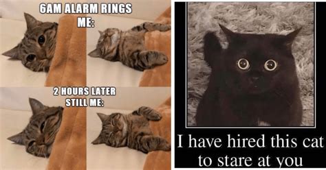 The Essence of Feline Humor: An Insight into the Amusing World of Cats