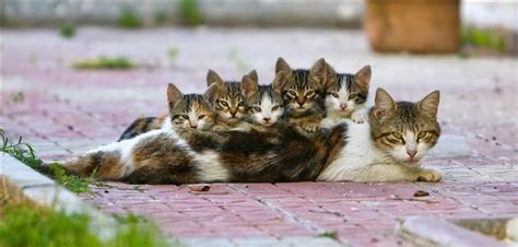 The Essential Role of a Mother Feline in Ensuring the Security of Her Offspring