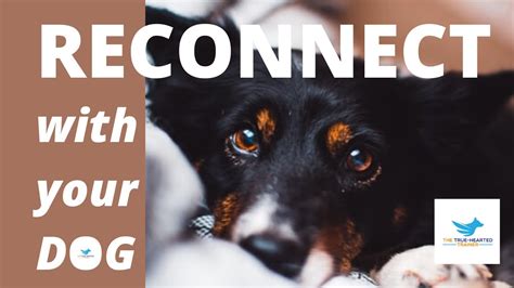 The Eternal Connection: Reconnecting with Your Adored Canine Companion