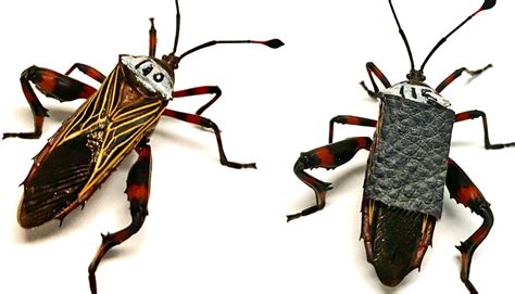 The Evolutionary Secrets Behind Insect Fighting Techniques