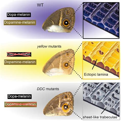 The Evolutionary Significance of Butterfly Pigments