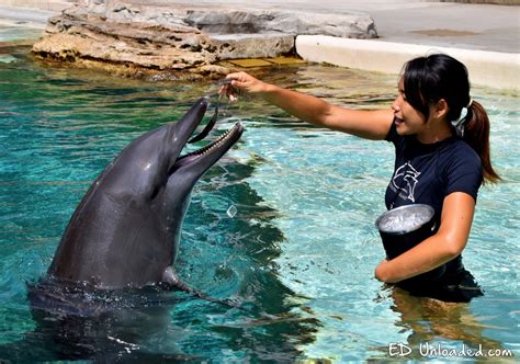 The Excitement and Obstacles of Dolphin Feeding Encounters