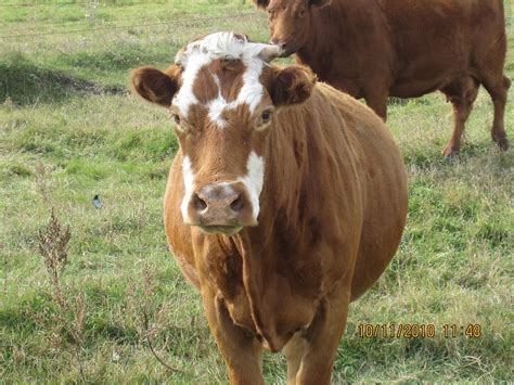 The Fascinating Behavior of Bovines