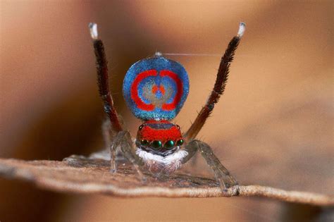 The Fascinating Connection between Vibrant Spiders and Human Imagination