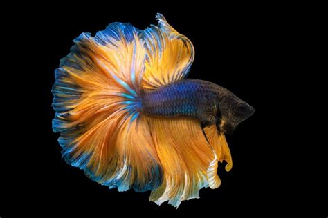 The Fascinating History of the Mysterious Betta Splendens