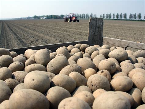The Fascinating Importance of Potatoes as a Symbol