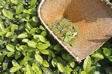The Fascinating Origins of Enormous Tea Leaves
