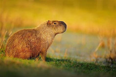 The Fascinating Realm of Enormous Rodents