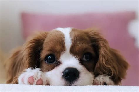 The Fascinating Science Behind the Irresistible Charm of Puppies