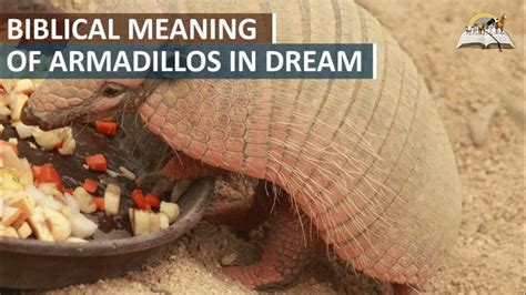 The Fascinating Significance of Armadillos in Dreams