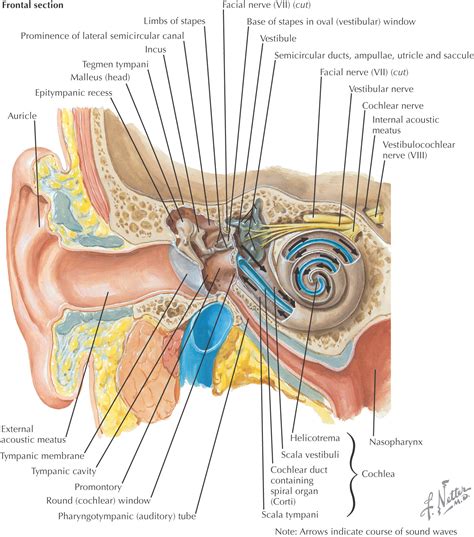 The Fascinating Significance of Dreaming About Discovering a Larva in Your Auditory Canal