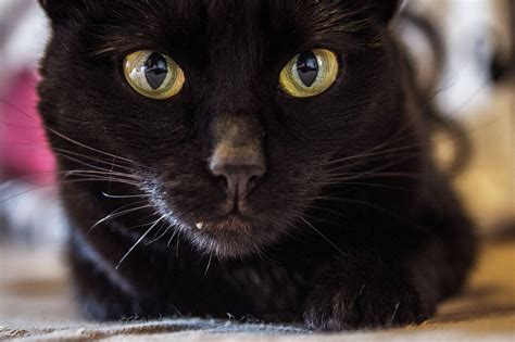 The Fascinating Significance of Ebony Felines in Diverse Cultures