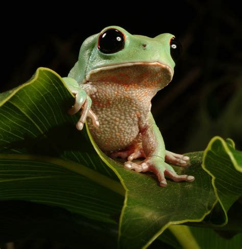The Fascinating Symbolic Importance of Frogs