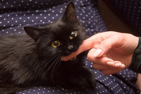 The Fascinating Symbolism Behind Dreams of Feline Nipping My Thumb