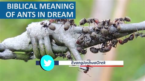 The Fascinating Symbolism of Ants in Dreams