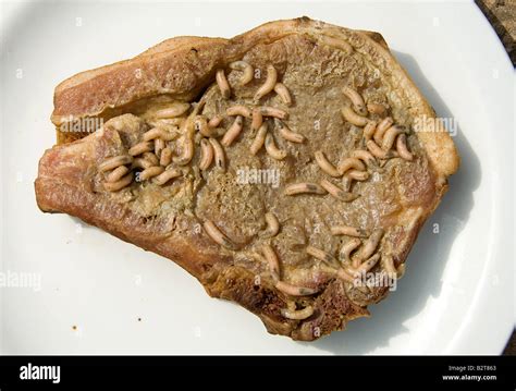 The Fascination with Consume Maggots in Cuisine