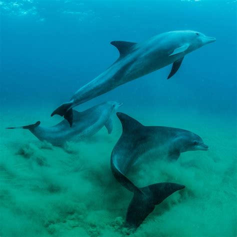 The Fascination with Dolphins: A Natural Connection