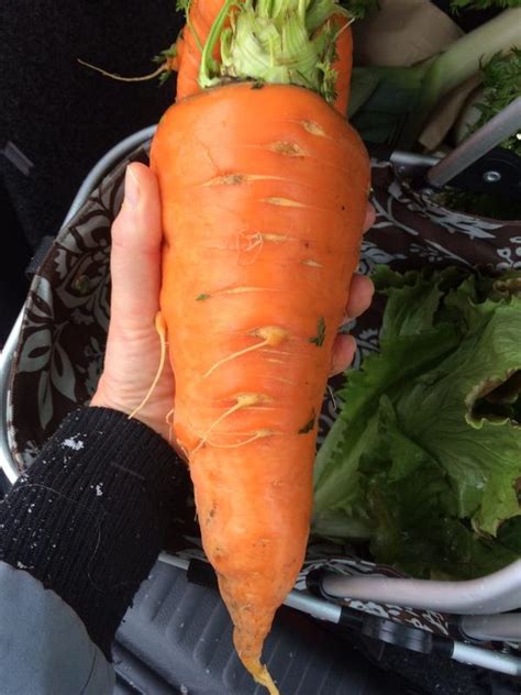 The Fascination with Massive Carrots