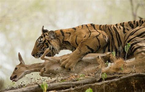 The Fascination with Tiger Maulings: An Exploration of Primordial Fears