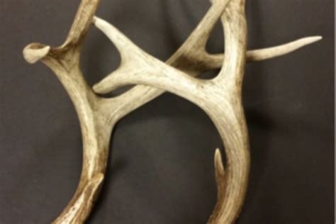 The Force of Nature: Exploring the Connection between Antlers and the Natural World
