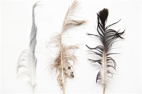 The Frailty of a Damaged Feather: Exploring the Symbolic Nature of a Broken Wing
